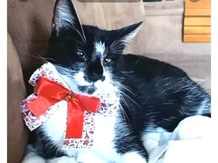 Gato ra a srd frajolinha idade 7 a 11 meses nome AYKA