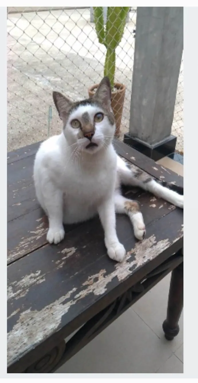 Gato ra a srd idade 2 anos nome ADAN