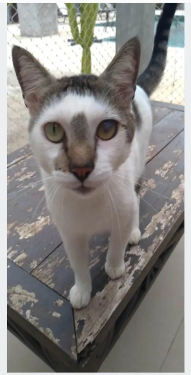 Gato ra a srd idade 2 anos nome ADAN