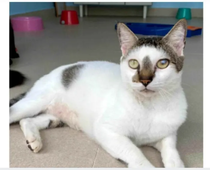 Gato ra a srd idade 2 anos nome ADAN