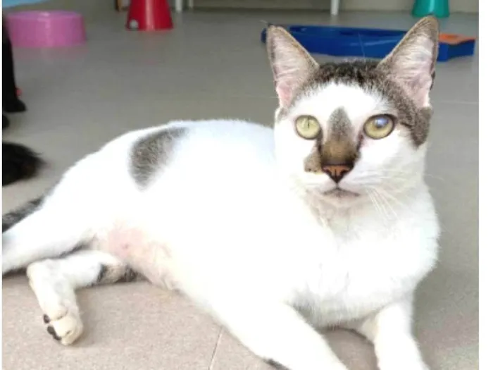 Gato ra a srd idade 2 anos nome ADAN