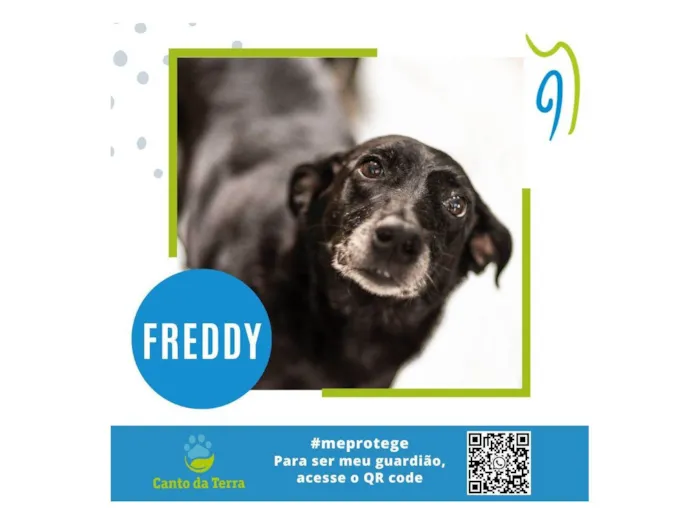 Cachorro ra a SRD-ViraLata idade  nome Freddy