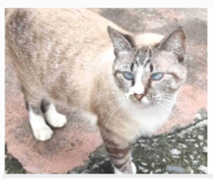 Gato ra a srd idade 2 anos nome FLORENCE