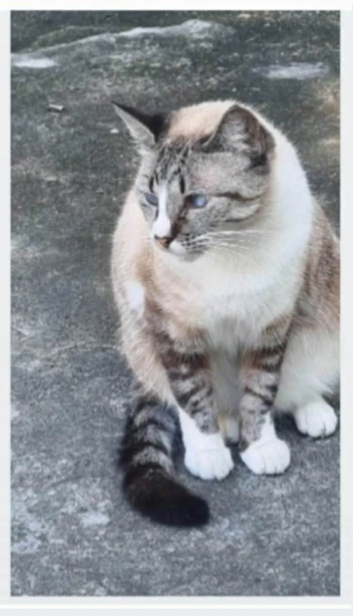 Gato ra a srd idade 2 anos nome FLORENCE