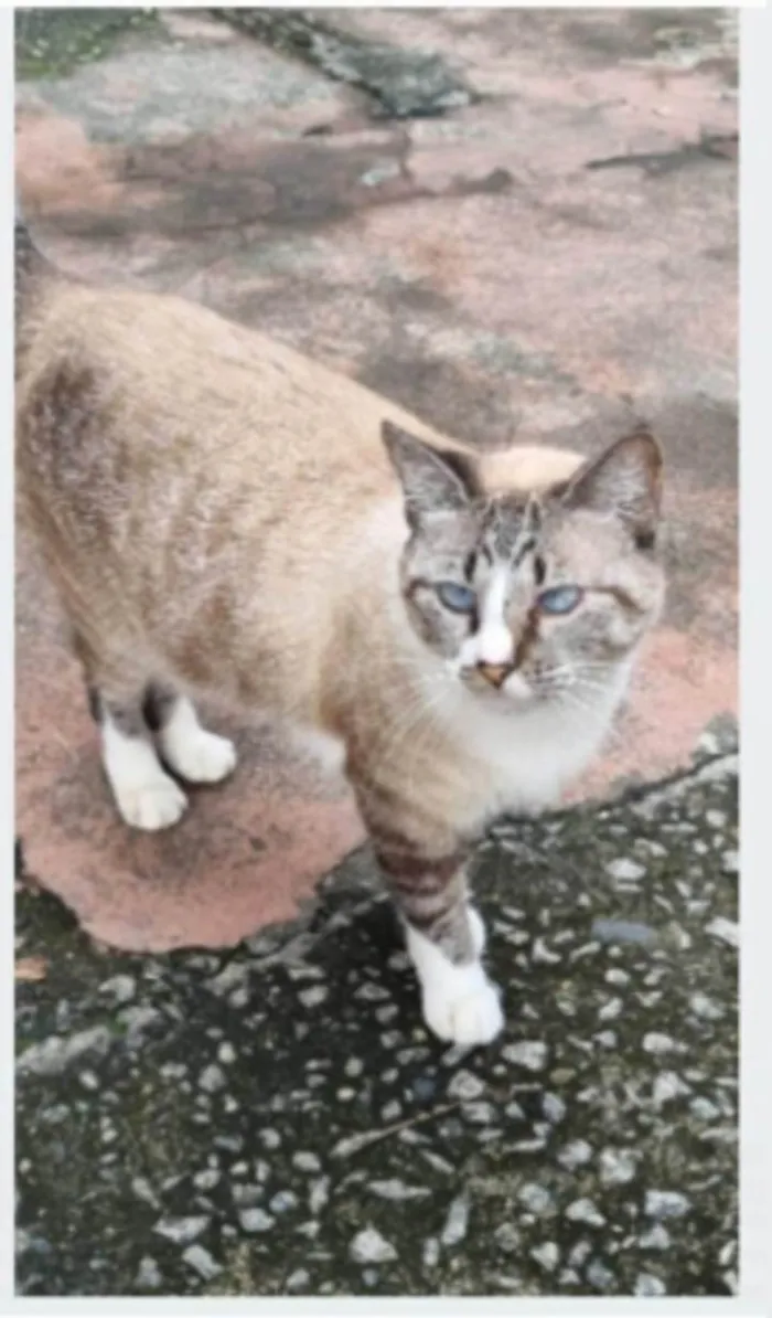 Gato ra a srd idade 2 anos nome FLORENCE