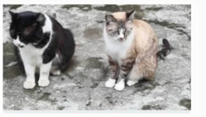 Gato ra a srd frajolinha  idade 3 anos nome FRAJOLA