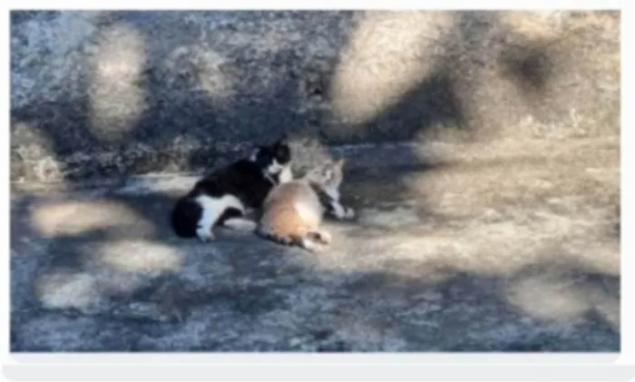 Gato ra a srd frajolinha  idade 3 anos nome FRAJOLA