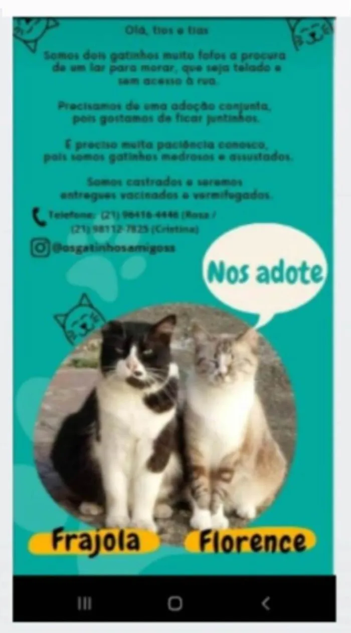 Gato ra a srd frajolinha  idade 3 anos nome FRAJOLA