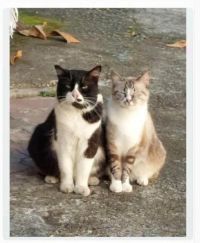 Gato ra a srd frajolinha  idade 3 anos nome FRAJOLA