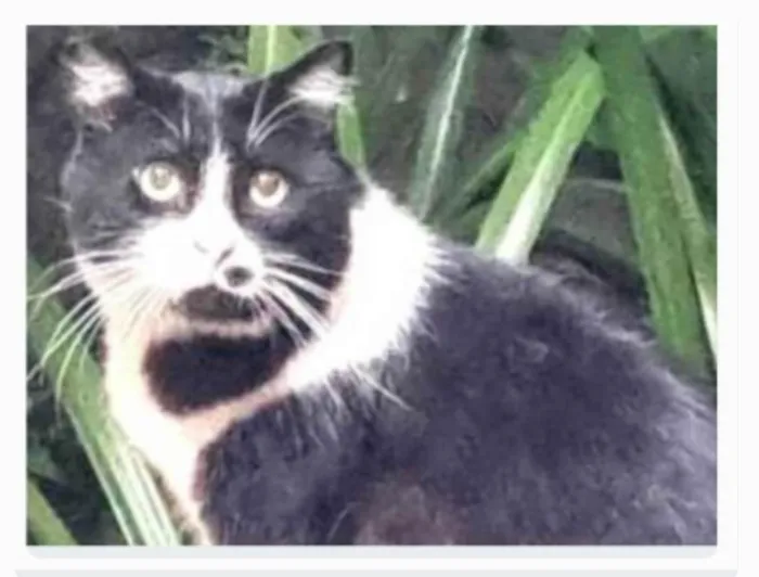 Gato ra a srd frajolinha  idade 3 anos nome FRAJOLA