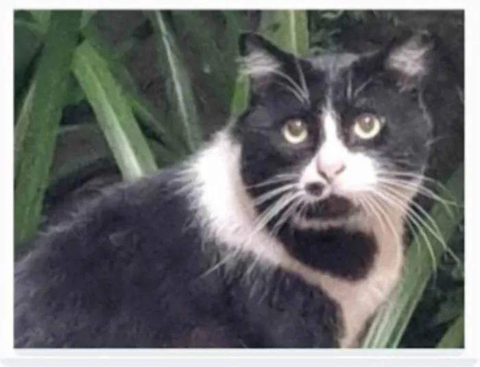 Gato ra a srd frajolinha  idade 3 anos nome FRAJOLA