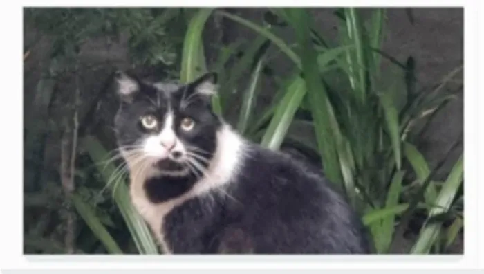 Gato ra a srd frajolinha  idade 3 anos nome FRAJOLA