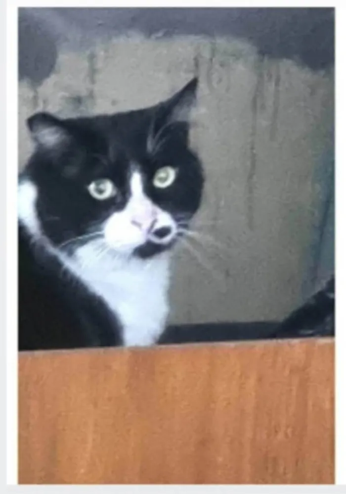 Gato ra a srd frajolinha  idade 3 anos nome FRAJOLA