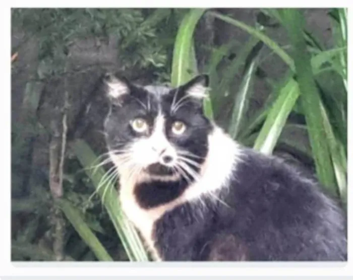 Gato ra a srd frajolinha  idade 3 anos nome FRAJOLA