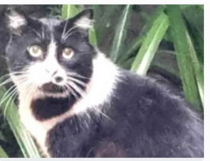 Gato ra a srd frajolinha  idade 3 anos nome FRAJOLA