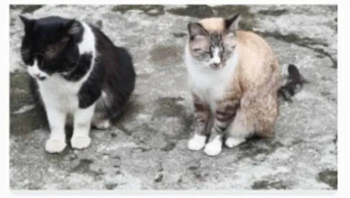 Gato ra a srd frajolinha  idade 3 anos nome FRAJOLA