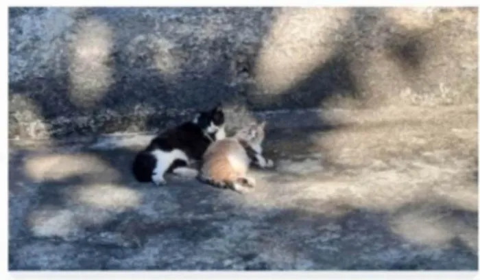 Gato ra a srd frajolinha  idade 3 anos nome FRAJOLA