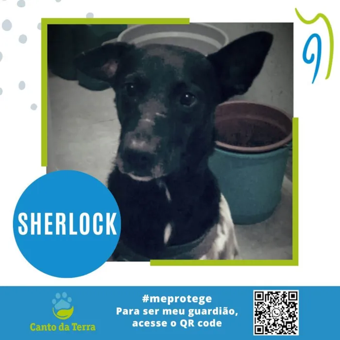 Cachorro ra a SRD-ViraLata idade  nome Sherlock