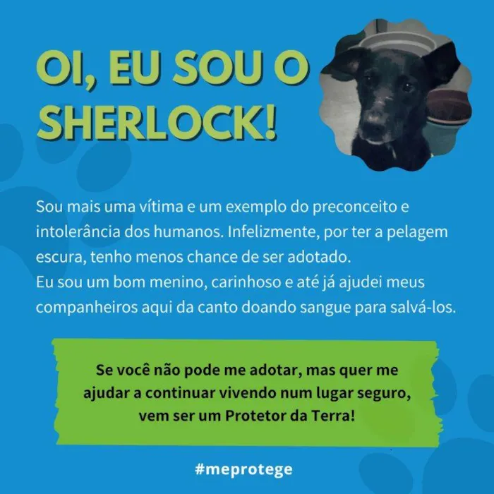 Cachorro ra a SRD-ViraLata idade  nome Sherlock