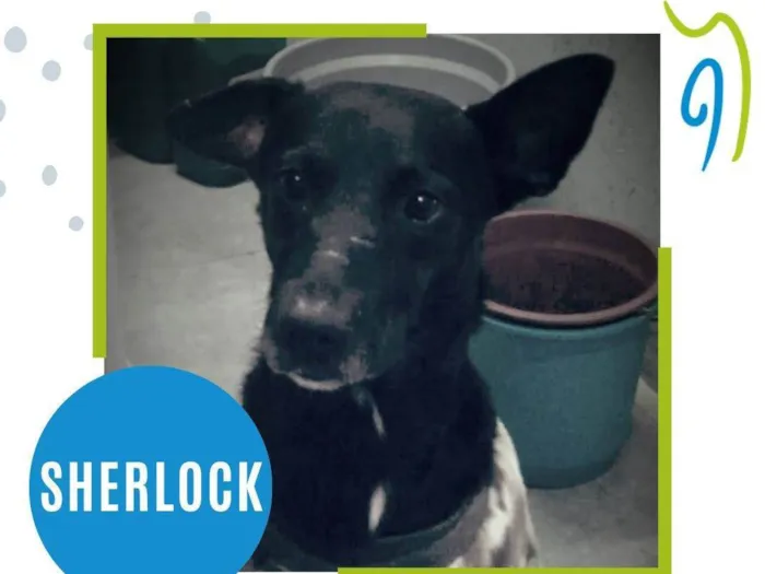 Cachorro ra a SRD-ViraLata idade  nome Sherlock