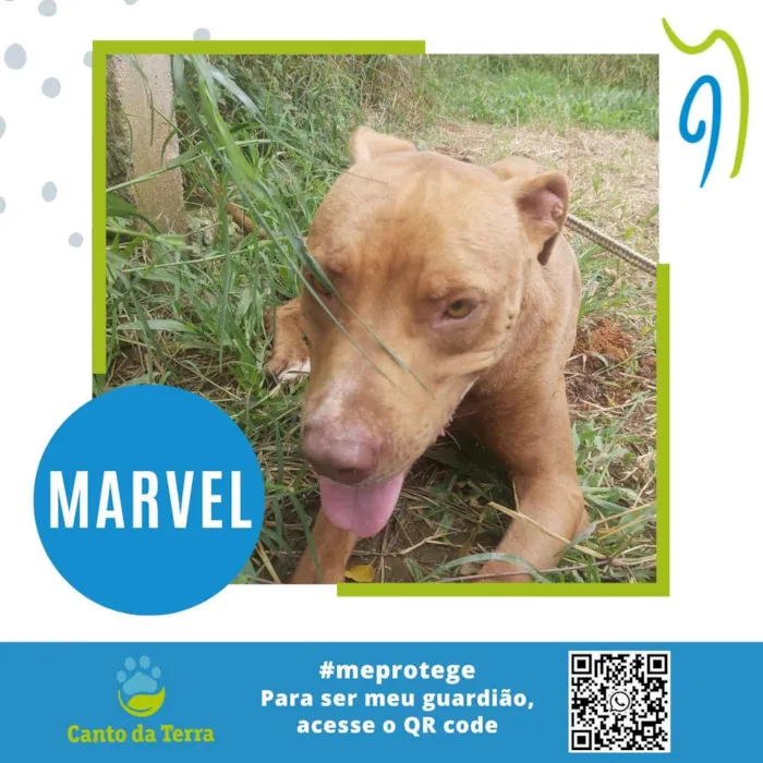 Cachorro ra a Pit-Bull idade 2 anos nome Marvel