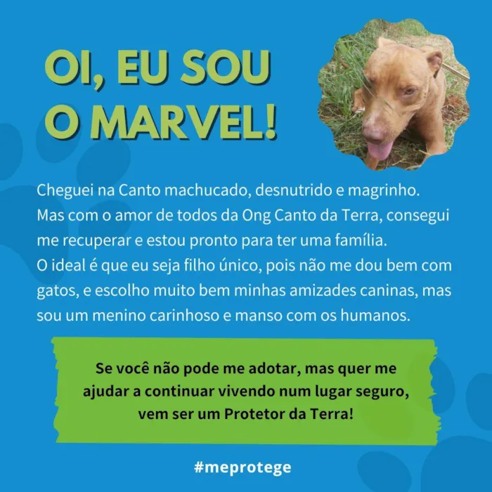 Cachorro ra a Pit-Bull idade 2 anos nome Marvel