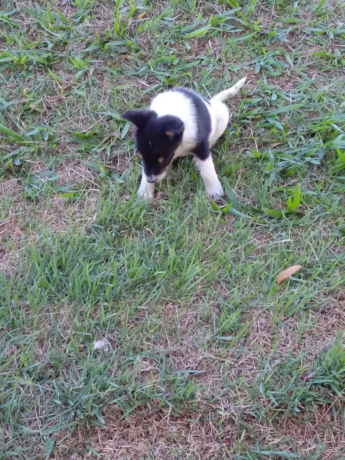 Cachorro ra a blue heeler idade 2 anos nome naninha