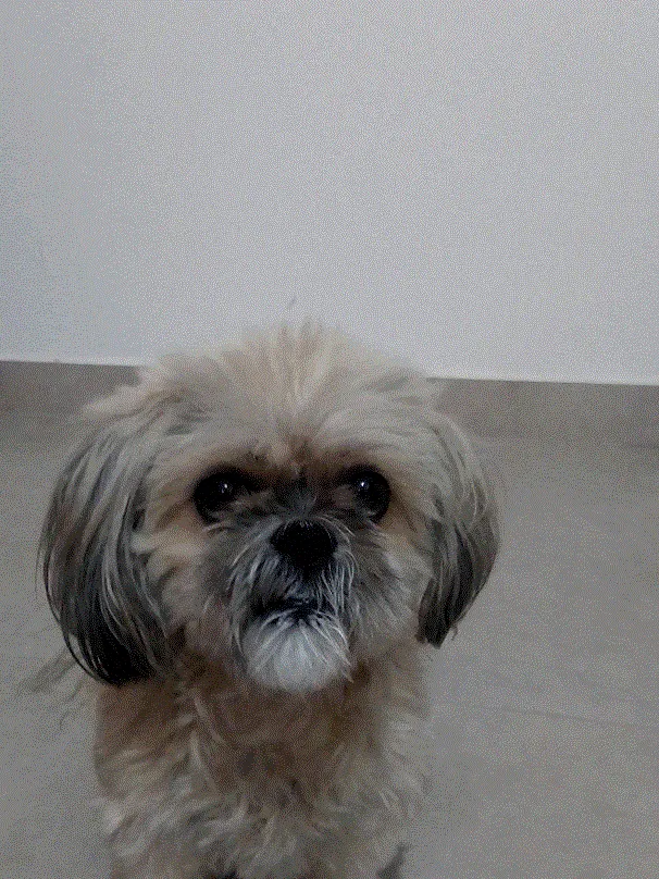 Cachorro ra a Lhasa Apso  idade 6 ou mais anos nome Mel