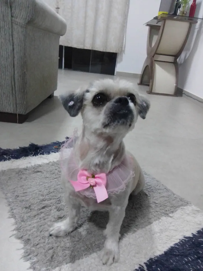 Cachorro ra a Lhasa Apso  idade 6 ou mais anos nome Mel