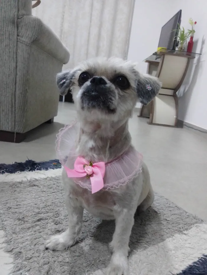 Cachorro ra a Lhasa Apso  idade 6 ou mais anos nome Mel