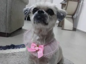 Cachorro raça Lhasa Apso  idade 6 ou mais anos nome Mel