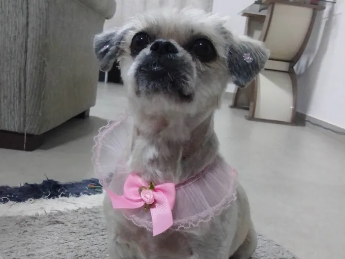 Cachorro ra a Lhasa Apso  idade 6 ou mais anos nome Mel