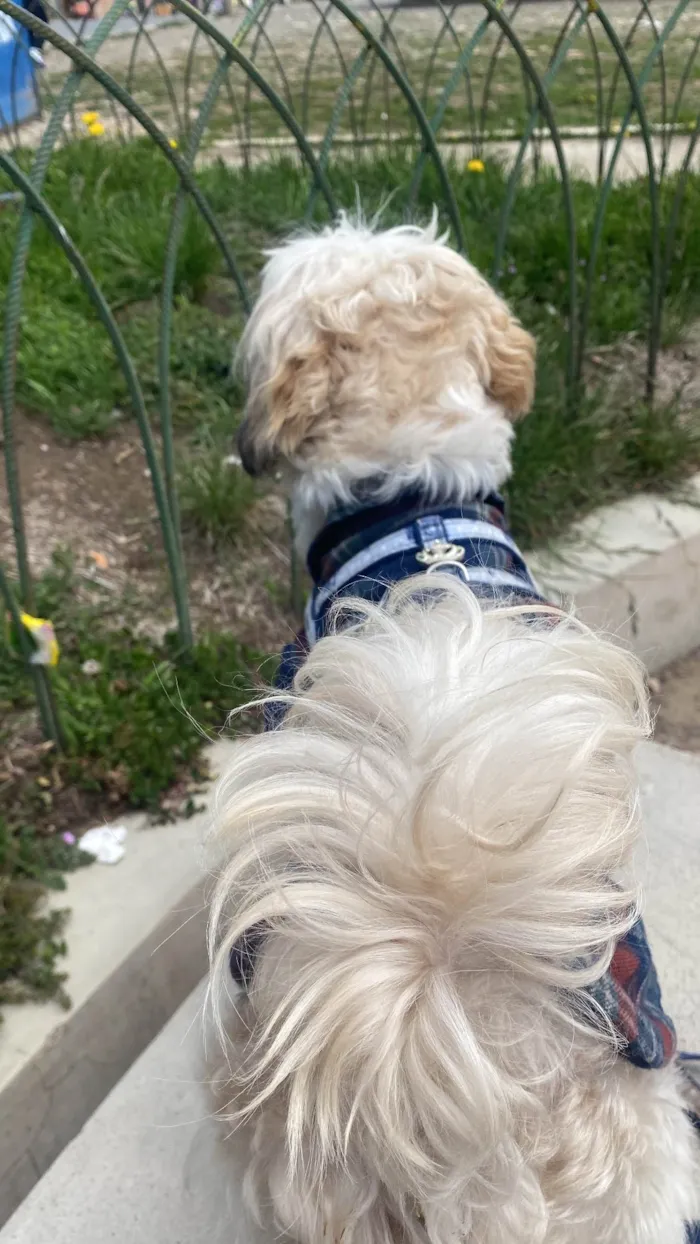 Cachorro ra a Shitzu idade 1 ano nome Ruko/billie