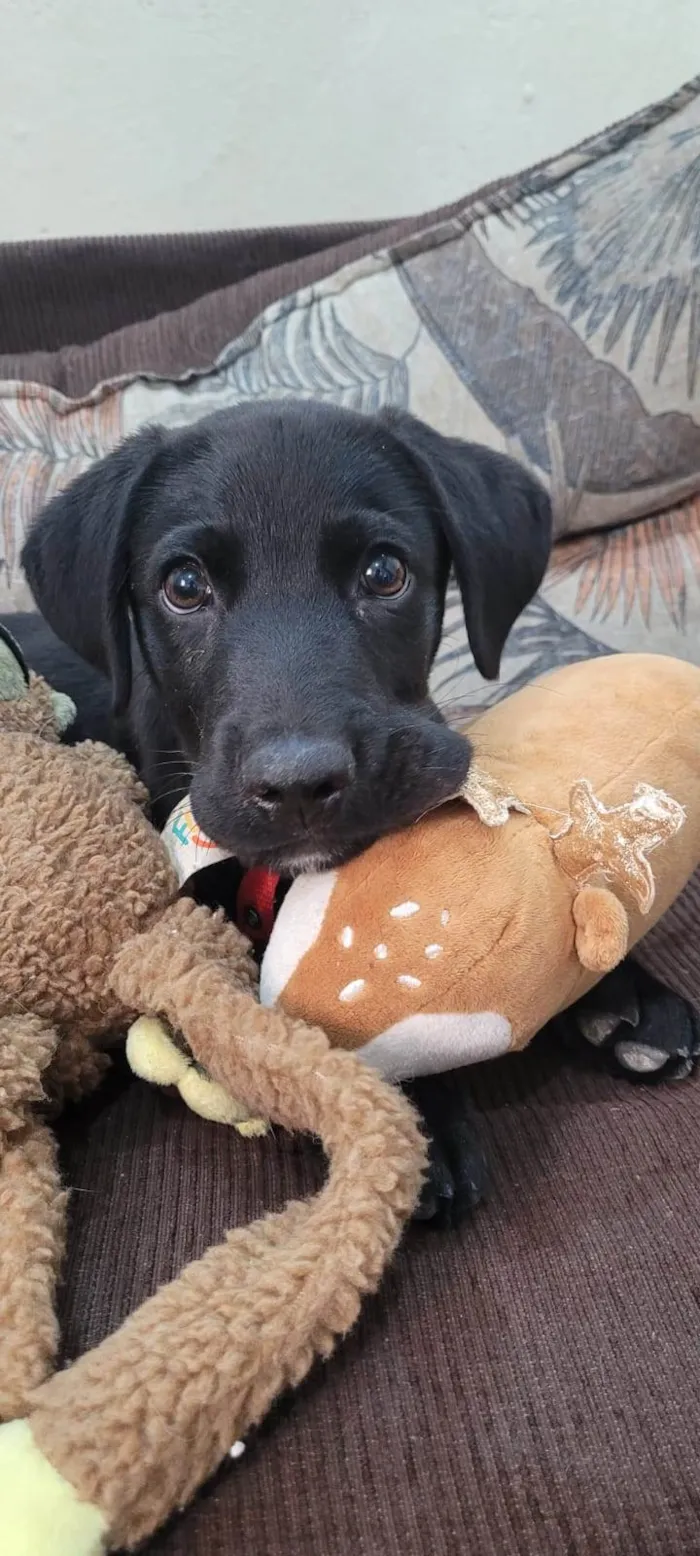 Cachorro ra a SRD idade 2 a 6 meses nome APOLO 