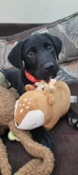 APOLO