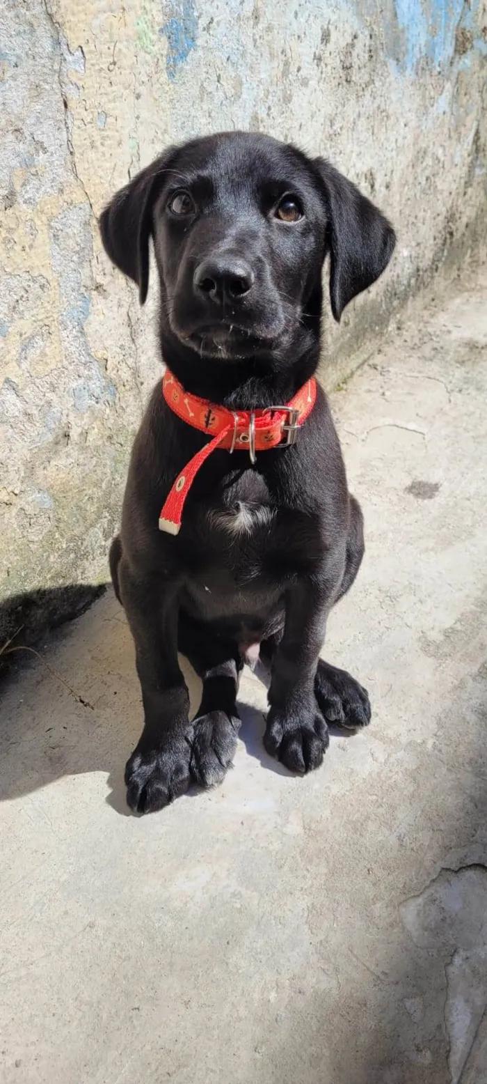 Cachorro ra a SRD idade 2 a 6 meses nome APOLO 