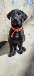 APOLO