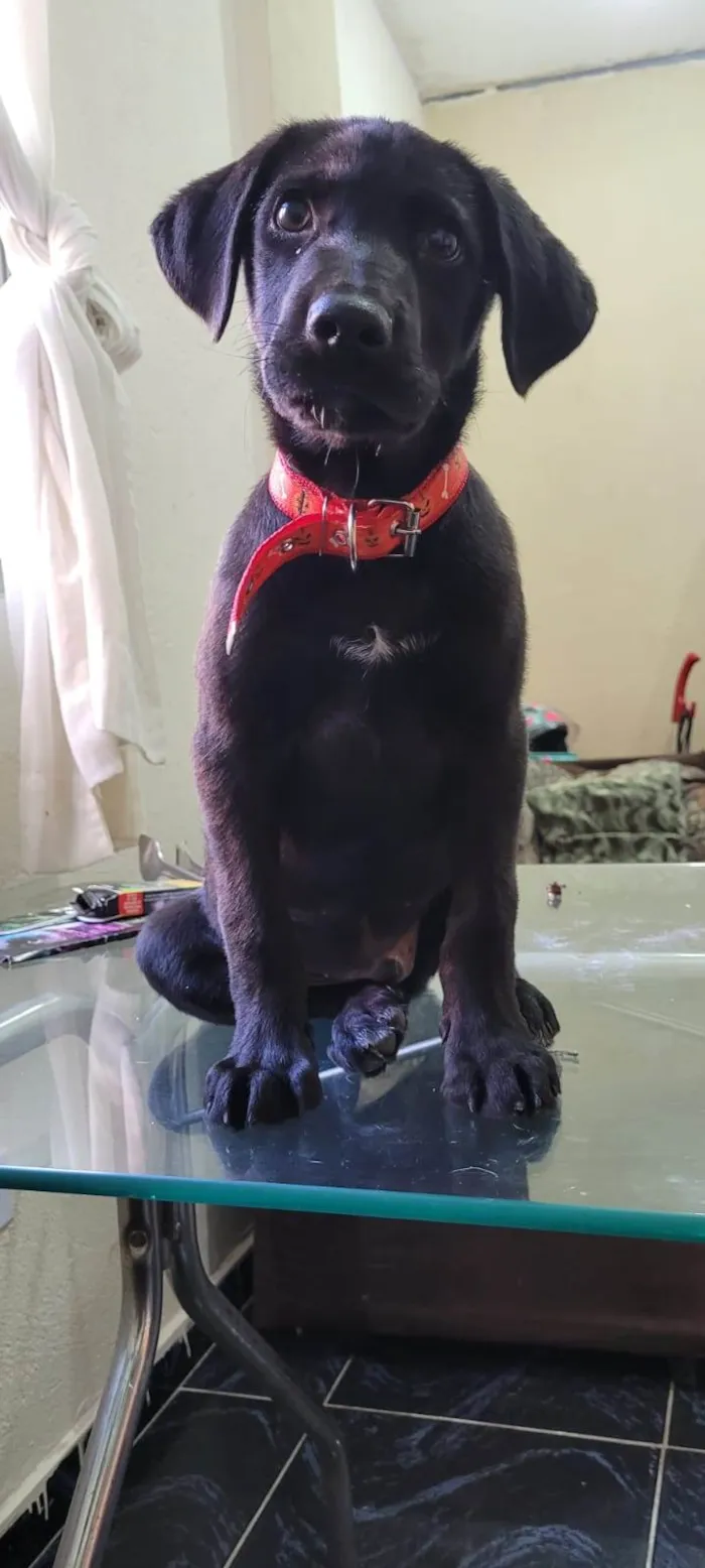 Cachorro ra a SRD idade 2 a 6 meses nome APOLO 