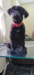 APOLO