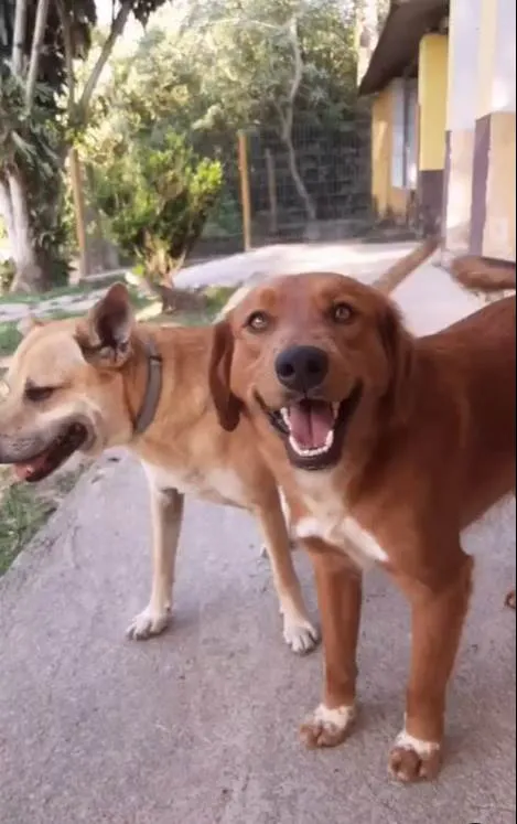 Cachorro ra a SRD-ViraLata idade 1 ano nome Smith