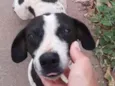 Bob