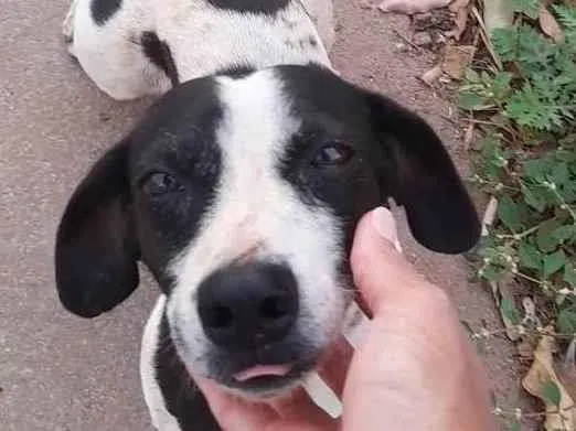 Cachorro ra a SRD-ViraLata idade 2 anos nome Bob
