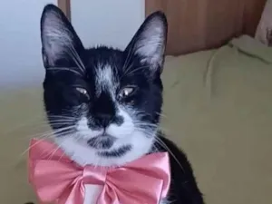 Gato raça srd frajolinha idade 7 a 11 meses nome AYKA