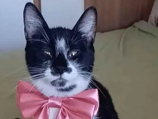 Gato ra a srd frajolinha idade 7 a 11 meses nome AYKA