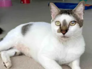 Gato raça srd idade 2 anos nome ADAN