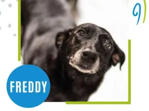 Cachorro raça SRD-ViraLata idade  nome Freddy