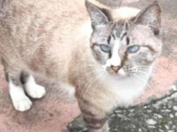 Gato ra a srd idade 2 anos nome FLORENCE