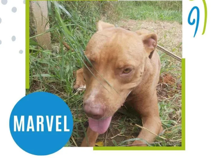 Cachorro ra a Pit-Bull idade 2 anos nome Marvel