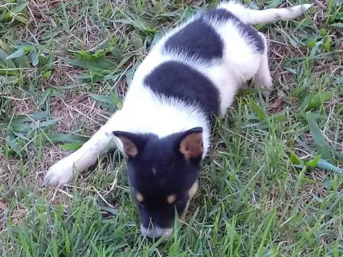 Cachorro ra a blue heeler idade 2 anos nome naninha