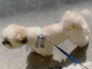 Cachorro raça Shitzu idade 1 ano nome Ruko/billie